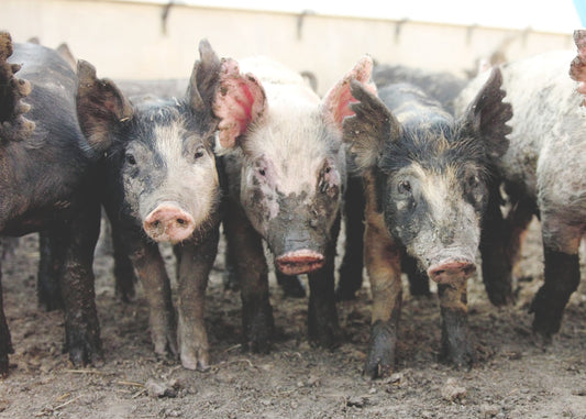 What is Berkshire Pork? Take a Peek at the Breed on Our Farm